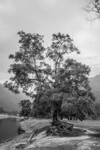 Tree by sea against sky