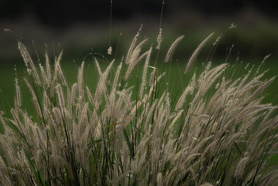 Close-up of stalks in field