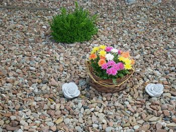 High angle view of flowering plant on stones