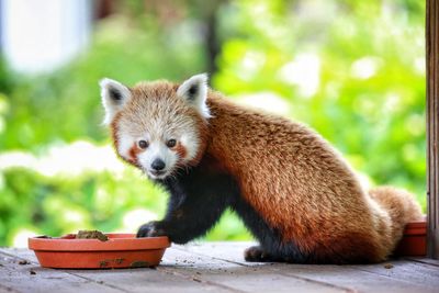 Portrait of of red panda sitting outdoors