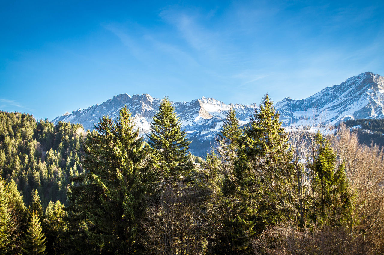 mountain, mountain range, tranquil scene, tranquility, beauty in nature, scenics, blue, tree, landscape, nature, growth, sky, non-urban scene, plant, clear sky, idyllic, day, outdoors, no people, sunlight