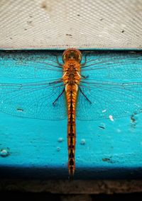 High angle view of insect on blue sea