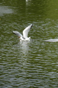 Bird flying over lake