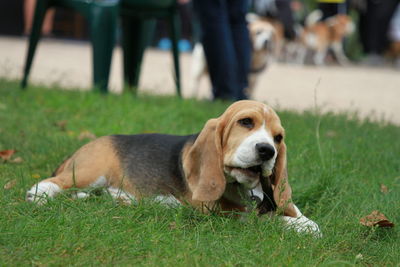 Dog relaxing on field