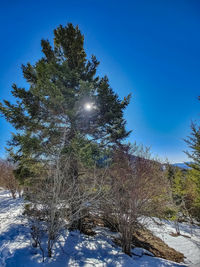 Trees on snow covered field against sky