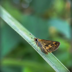 Fiery skipper is a butterfly of the family hesperiidae and is approximately 1 inch long. yogyakarta.