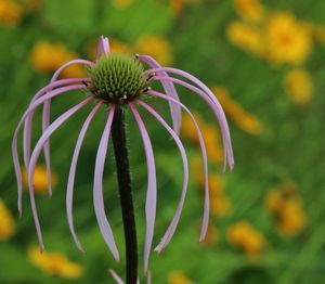 Close-up of spiked flower