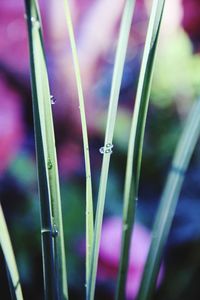 Close-up view of grass