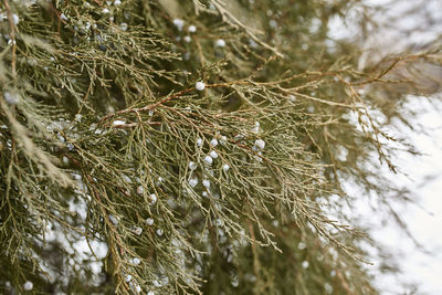 Close-up of pine tree
