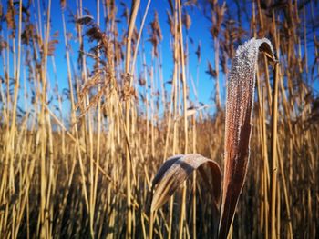 Close-up of dry grass on field