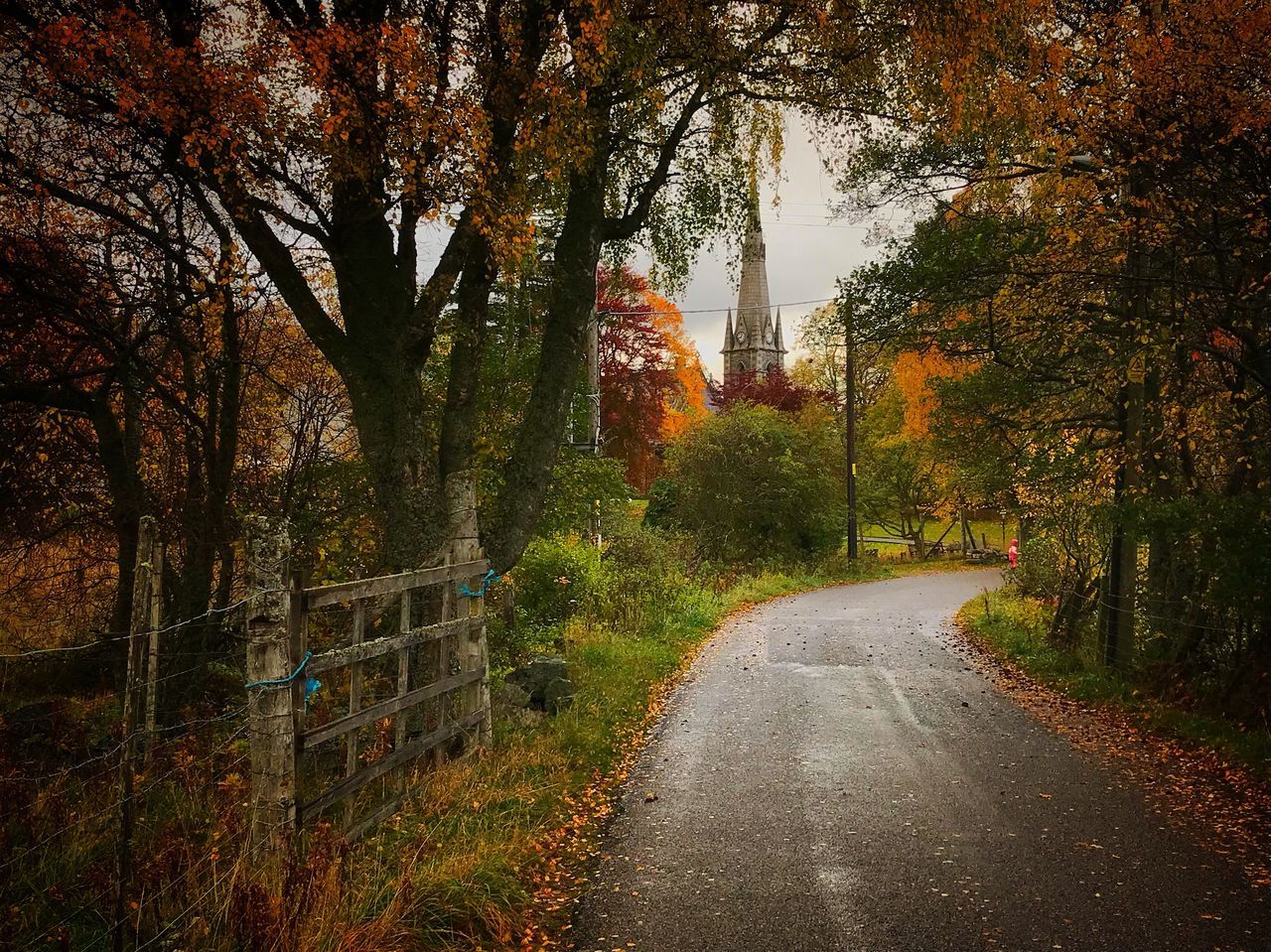 autumn, tree, change, the way forward, leaf, nature, no people, tranquility, tranquil scene, day, road, beauty in nature, scenics, outdoors, growth, branch, sky