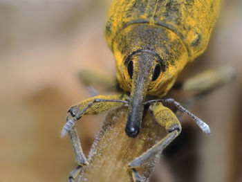 Close-up of insect on leaf