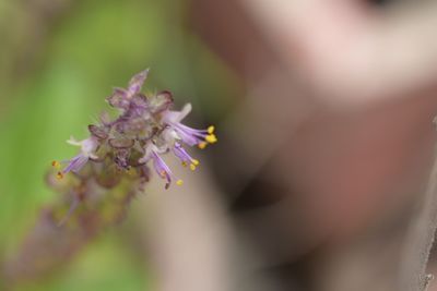 Close-up of purple flowering plant