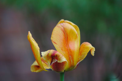 Close-up of yellow flower bud