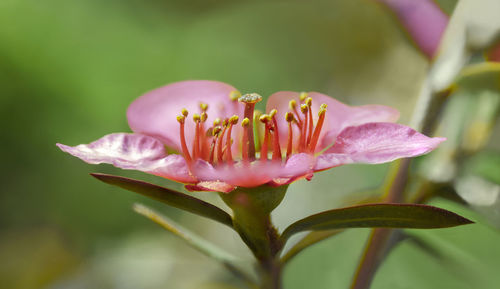 Close-up of pink flower