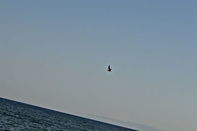 Bird flying over sea against clear sky