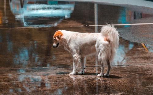 View of dog drinking water