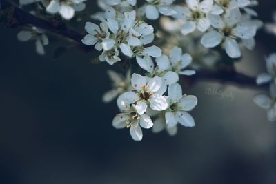 Close-up of white cherry blossom tree