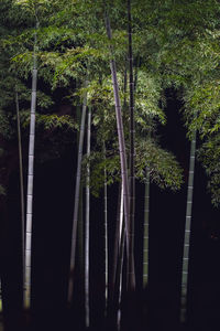 Bamboo trees in forest