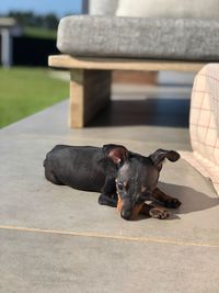 Black dog relaxing outdoors