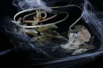 Close-up of fish
