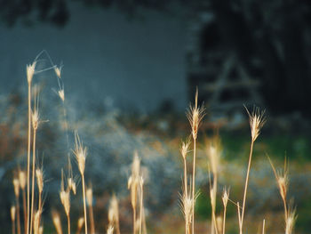 Close-up of wheat plants on field against sky