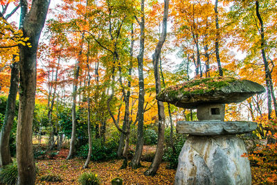 Trees in forest during autumn