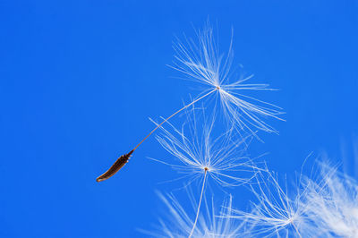 Low angle view of plant against clear blue sky