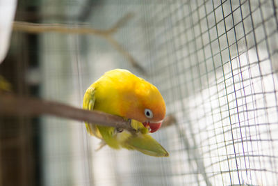 Close-up of parrot in cage