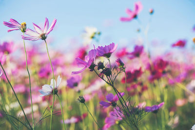 Close-up of pink cosmos flowers on field