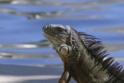 Close-up of a reptile against blurred background