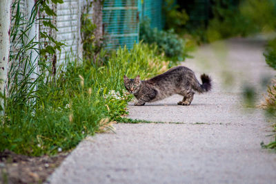 Cat lying in grass