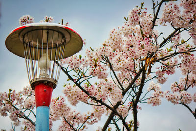 Low angle view of cherry blossoms against sky