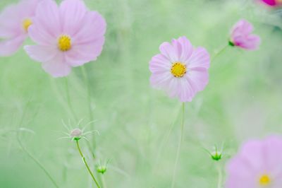 Close-up of pink cosmos flowers blooming outdoors