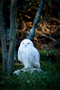 White bird perching on a tree