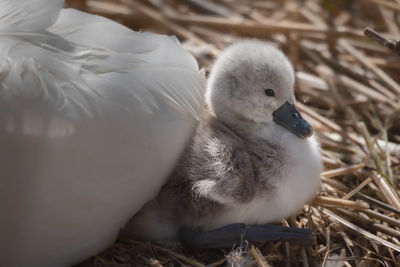 Close-up of young cygnet in nest