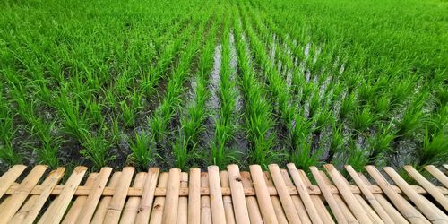 High angle view of corn field