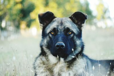 Close-up portrait of dog