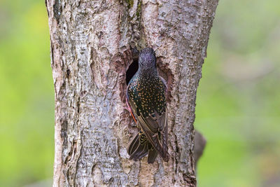 Close-up of a bird perching on tree trunk