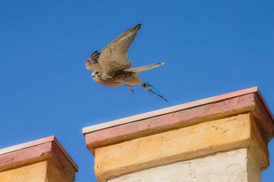 Low angle view of eagle flying against clear blue sky