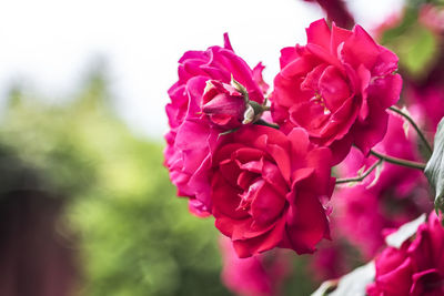 Close-up of pink flowers