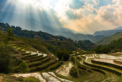 Scenic view of rice field against sky