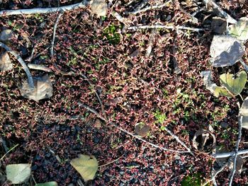 Plants growing on a tree