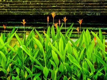 Plant growing in a garden