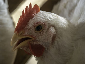 Close-up of a bird