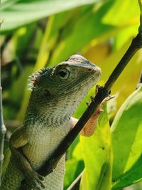 Close-up of a lizard