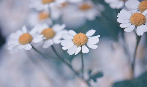 Close-up of white daisy flowers