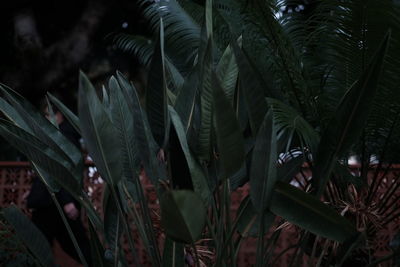 Close-up of fresh green plant