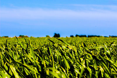 Close-up of wheat field against blue sky