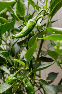 Close-up of green chili peppers plant